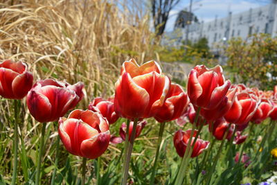 Close-up of red tulips in field