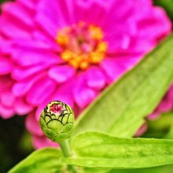 Close-up of pink flower