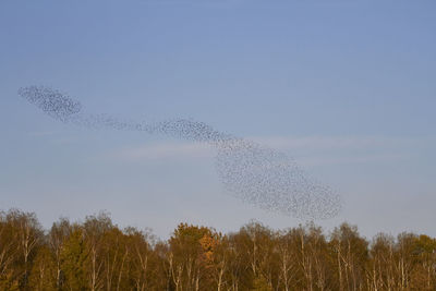 Low angle view of birds flying against sky