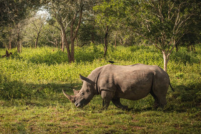 Rhinoceros standing on field