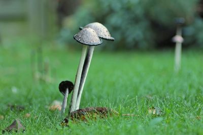 Close-up of mushroom growing on field