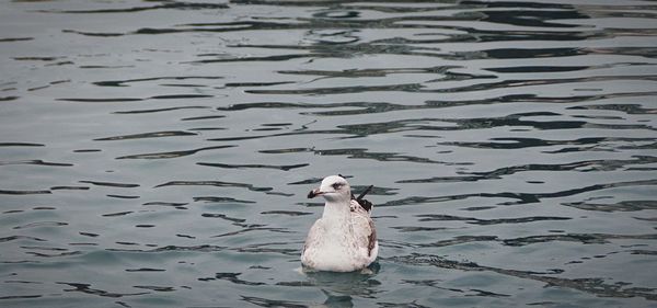 Close-up of bird