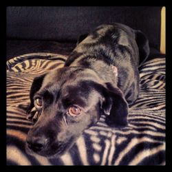 Close-up of dog lying on sofa