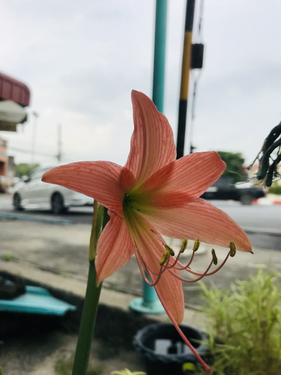flower, plant, flowering plant, freshness, close-up, nature, beauty in nature, lily, focus on foreground, fragility, petal, day, growth, flower head, inflorescence, no people, outdoors, leaf, wheel, car, pollen