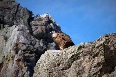 Low angle view of bird on rock formation against sky