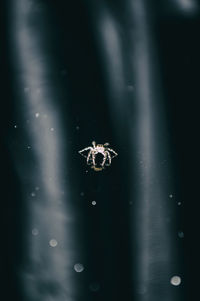 Close-up of spider