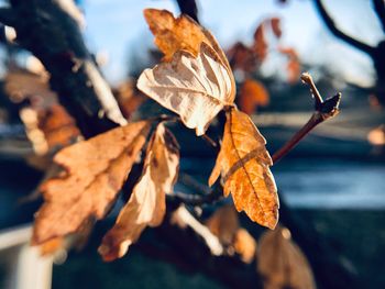 Close-up of dried leaves