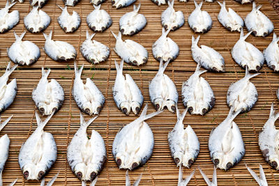 High angle view of white birds