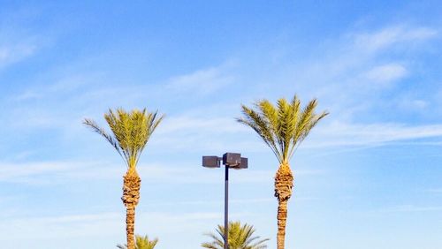 Low angle view of palm tree against sky