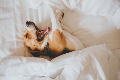 Dog relaxing on bed