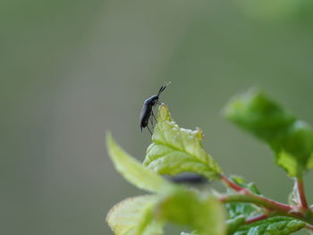 Close-up of insect on leaf