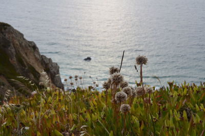 Close-up of flowering plants by sea