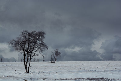 Bare tree on snow covered field against sky