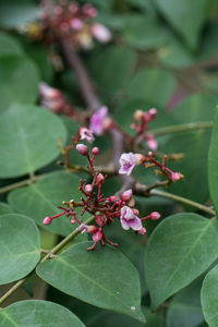 Close-up of pink flowers blooming outdoors