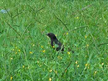 High angle view of bird perching on grass