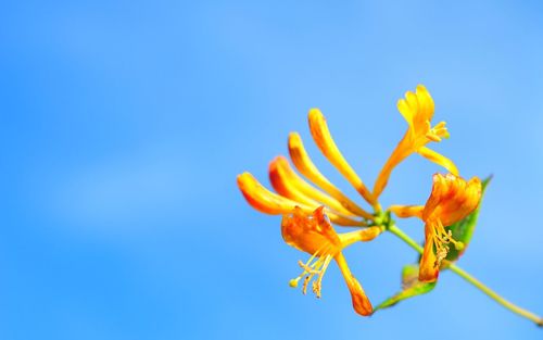 Close-up of orange flower against blue sky