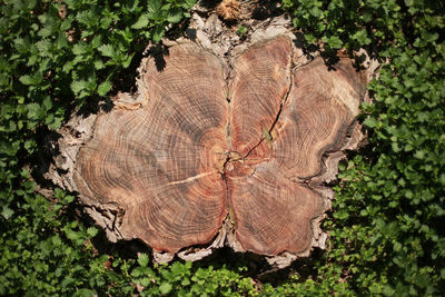 Close-up of tree stump in forest