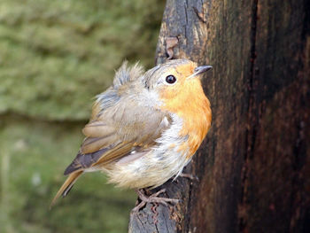 Close-up of bird perching on tree trunk