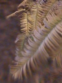 Close-up of leaf