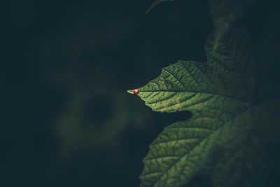 Close-up of leaves on plant during autumn