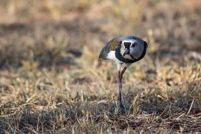 Close-up of a bird on field