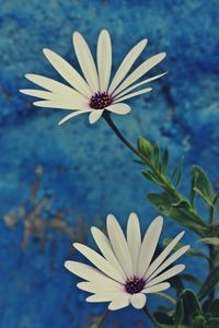 Close-up of white flower