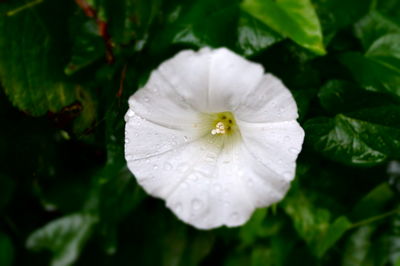 Close-up of wet white flower blooming outdoors