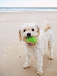 Portrait of dog on beach against sea