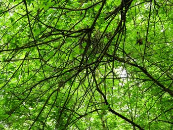 Low angle view of bamboo trees in forest