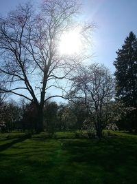 Trees on grassy field