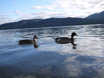 Ducks swimming on lake against sky