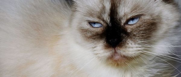 Close-up portrait of cat