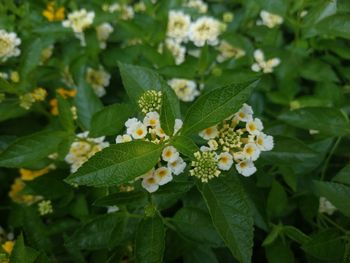 High angle view of flowering plant