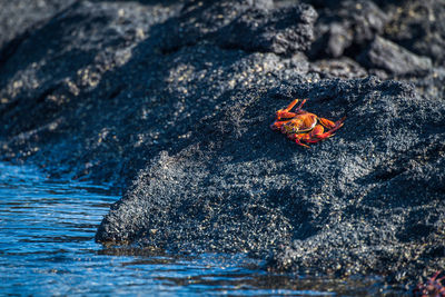 Crab on rock at beach