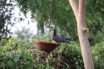 Bird perching on a feeder