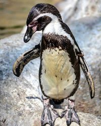 Close-up of an animal