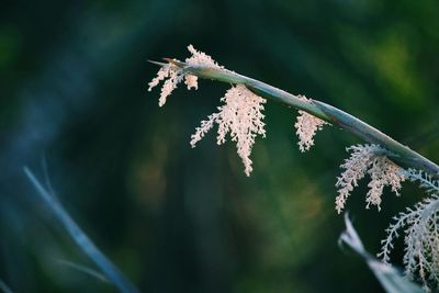 Close-up of plant against blurred background