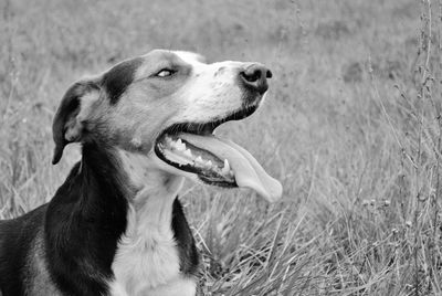 Close-up of dog looking away