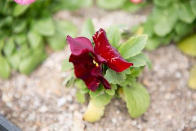 Close-up of red flower