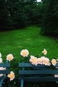 Close-up of flowering plants in park