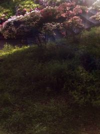 Fresh flower trees in grass