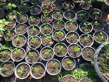 High angle view of potted plants