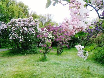 Pink flowers on tree