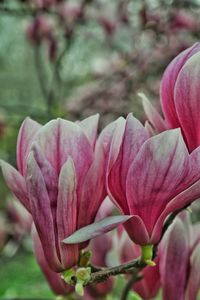Close-up of pink rose flower