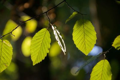 Close-up of leaves