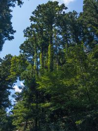 Low angle view of trees in forest