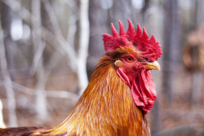 Side view close-up of rooster