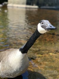 Close-up of duck in lake