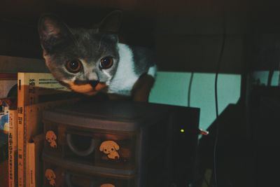 Close-up portrait of a cat