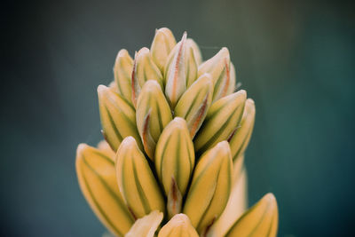 Close-up of yellow flowering plant